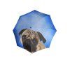 182 3 modern art magic lazy dog
